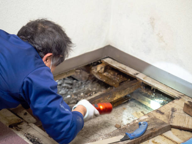 Best Residential Mold Removal  in Questa, NM