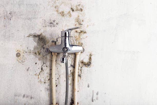Best Mold Removal Company Near Me  in Questa, NM