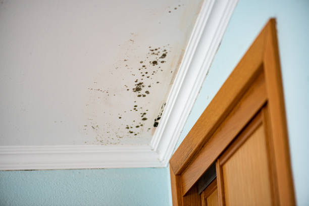 Best Mold Damage Repair  in Questa, NM