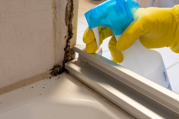 Best Certified Mold Removal  in Questa, NM