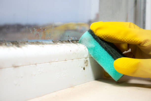 Best Attic Mold Removal  in Questa, NM