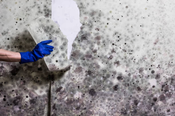 Best Office Mold Removal Services  in Questa, NM