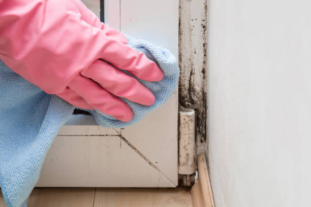 Best Mold Testing  in Questa, NM