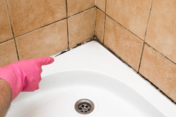 Best Crawl Space Mold Removal  in Questa, NM